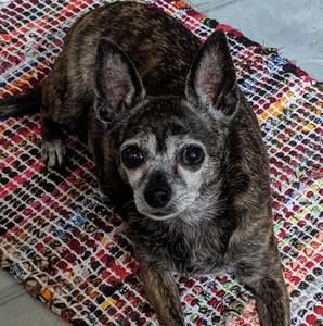 Meet your Posher, Rose